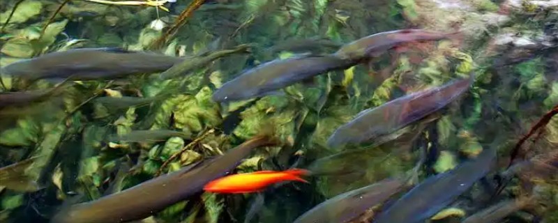 环江金线鲃是什么鱼？