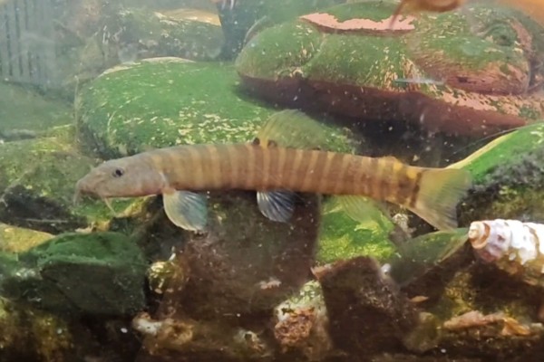 鼓颊南鳅是什么鱼?