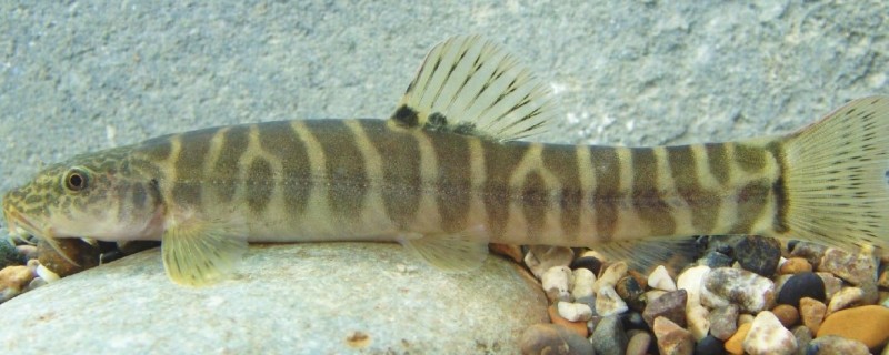 鼓颊南鳅是什么鱼?