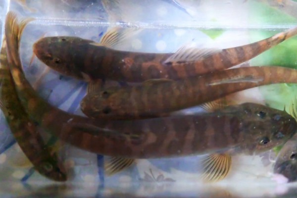 鼓颊南鳅是什么鱼?