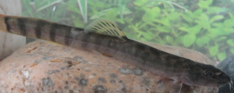 长南鳅是什么鱼?
