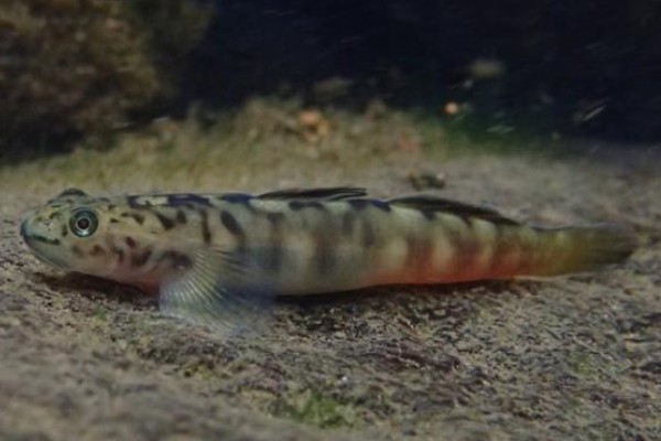 长南鳅是什么鱼？