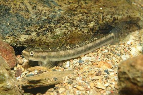 长南鳅是什么鱼？