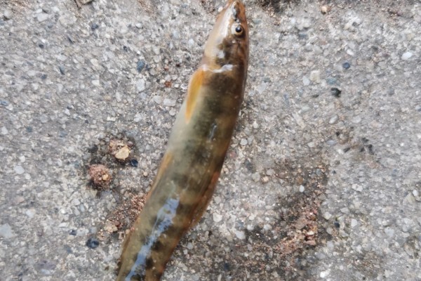 锥吻南鳅是什么鱼？