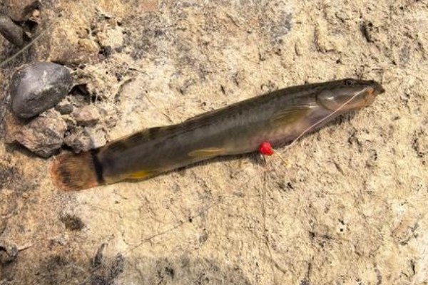 锥吻南鳅是什么鱼？