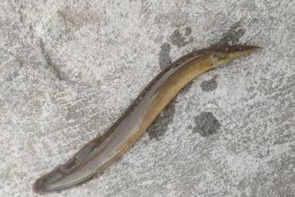 锥吻南鳅是什么鱼？