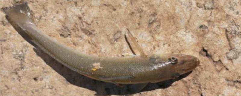 锥吻南鳅是什么鱼？