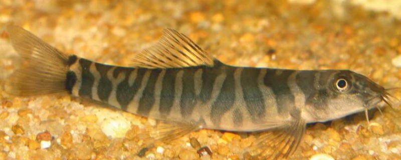 美斑南鳅是什么鱼？