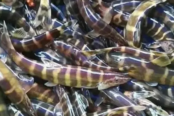 美斑南鳅是什么鱼？