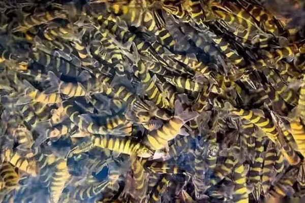 美斑南鳅是什么鱼？