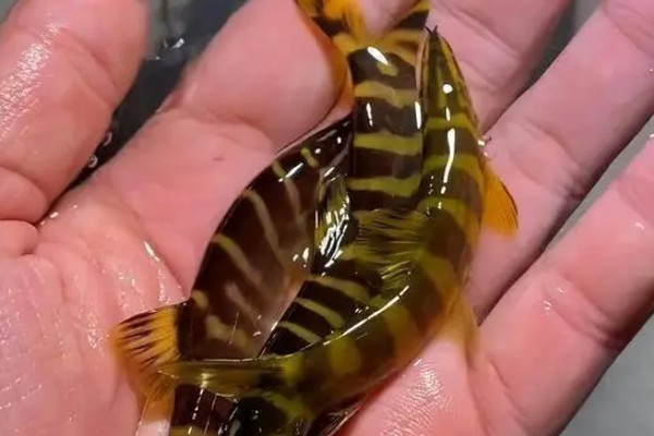 美斑南鳅是什么鱼？