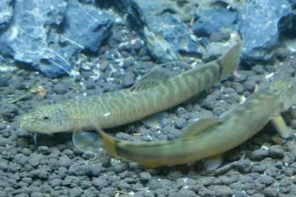 横纹南鳅是什么鱼？