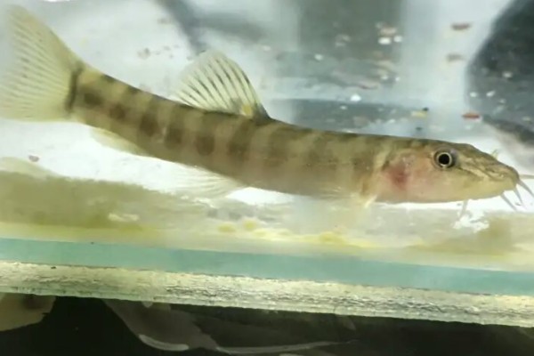 横纹南鳅是什么鱼？