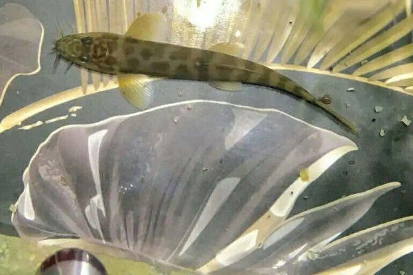 横纹南鳅是什么鱼？