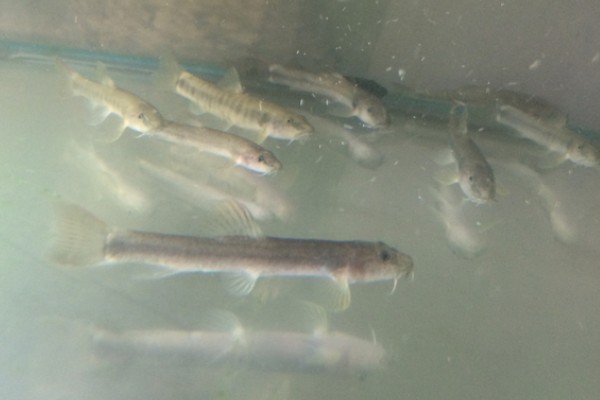 稀有南鳅是什么鱼?