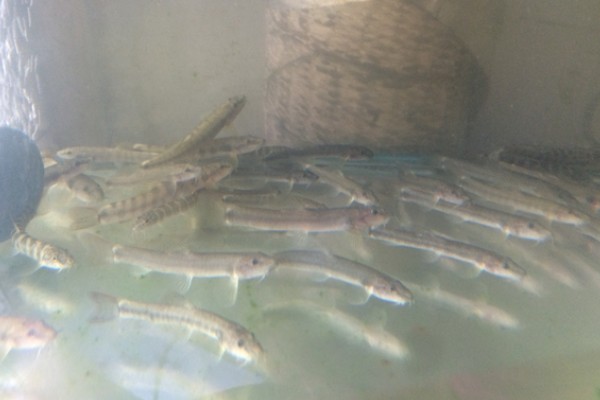 稀有南鳅是什么鱼?