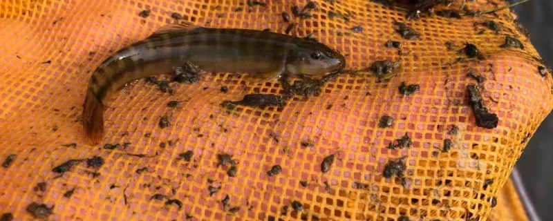 横纹南鳅是什么鱼?