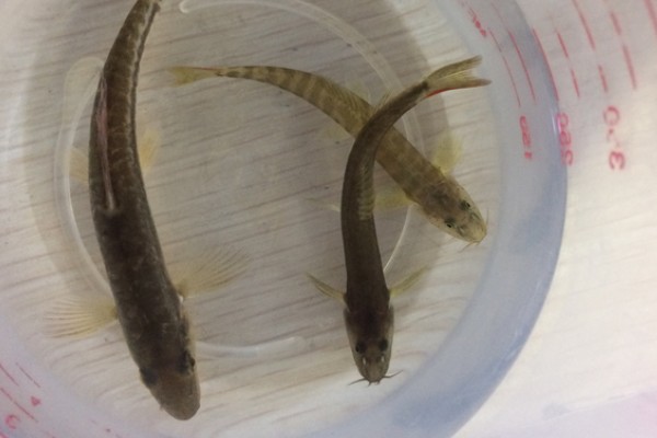 稀有南鳅是什么鱼?