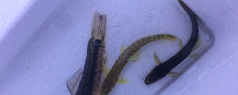 稀有南鳅是什么鱼?