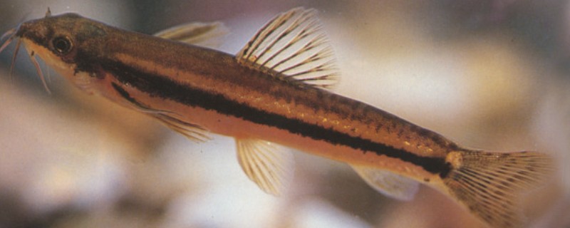 泰国南鳅是什么鱼?