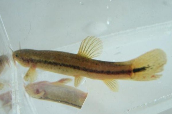 泰国南鳅是什么鱼?