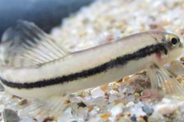 泰国南鳅是什么鱼?