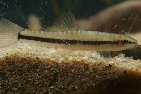 泰国南鳅是什么鱼?