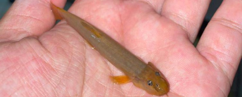 无斑南鳅是什么鱼？