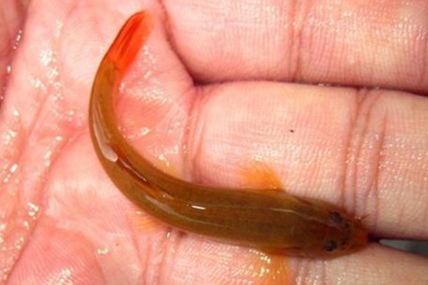 无斑南鳅是什么鱼？