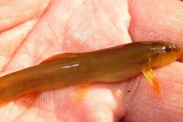 无斑南鳅是什么鱼？