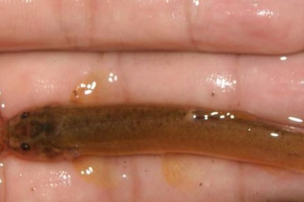 无斑南鳅是什么鱼？