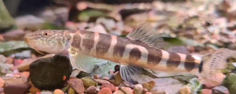 大斑南鳅是什么鱼?