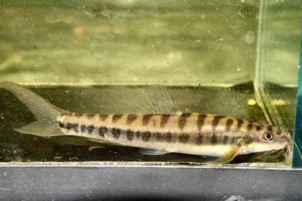 大斑南鳅是什么鱼?