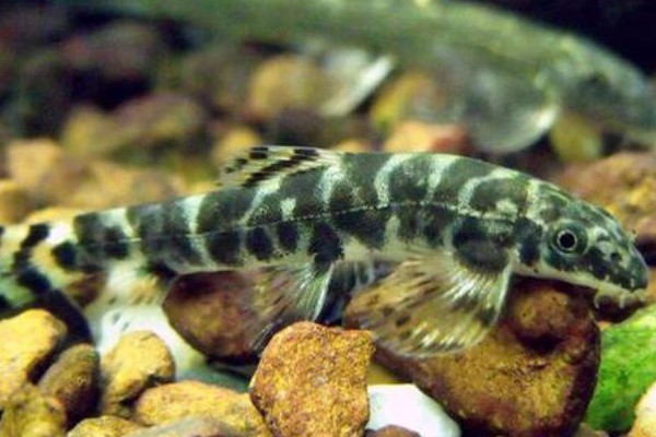 大斑南鳅是什么鱼?