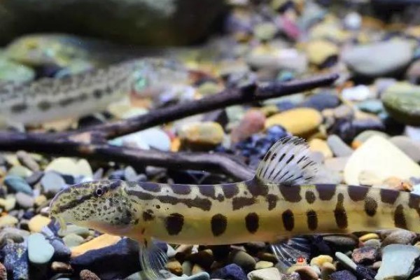 大斑南鳅是什么鱼?