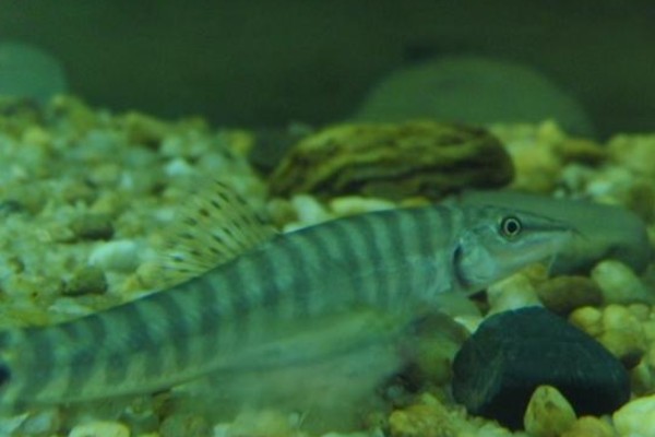 南方南鳅是什么鱼？