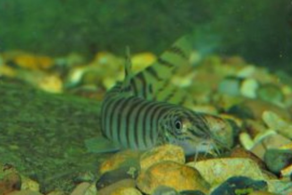 南方南鳅是什么鱼？