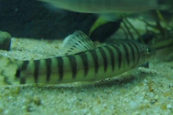 南方南鳅是什么鱼？