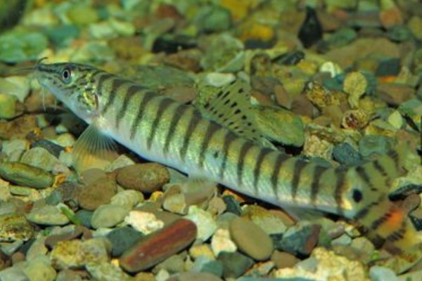 南定南鳅是什么鱼？