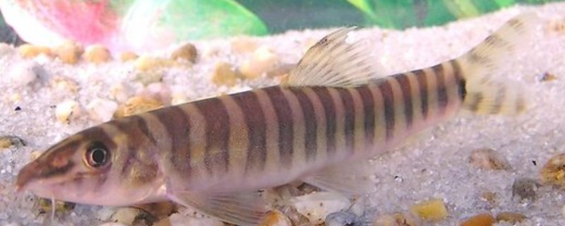 南定南鳅是什么鱼？