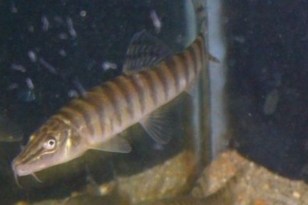 南定南鳅是什么鱼？