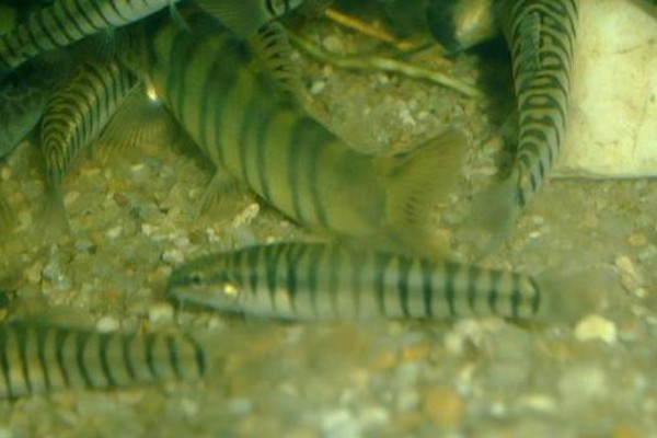 南定南鳅是什么鱼？