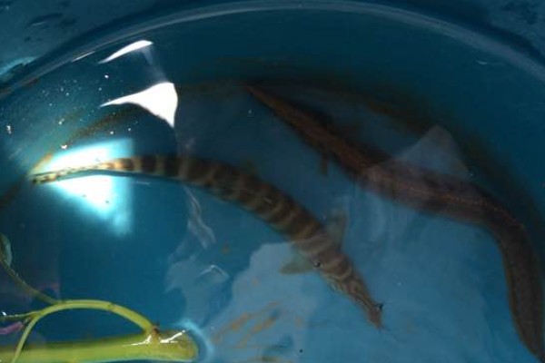 侧带南鳅是什么鱼?