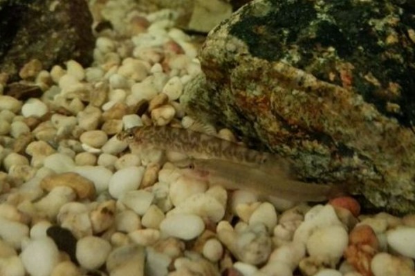 侧带南鳅是什么鱼?