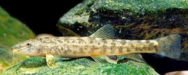 侧带南鳅是什么鱼?