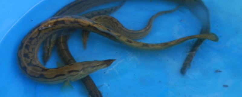 腹纹刺鳅是什么鱼？