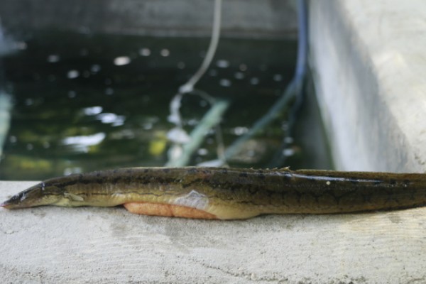 腹纹刺鳅是什么鱼？