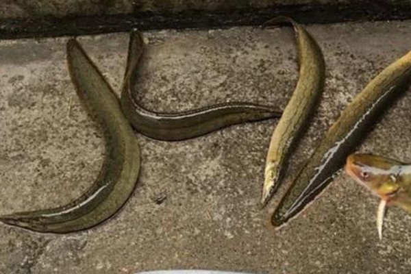 腹纹刺鳅是什么鱼？