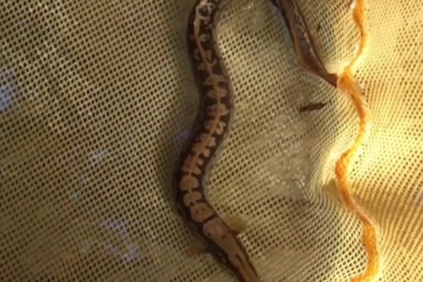 腹纹刺鳅是什么鱼？