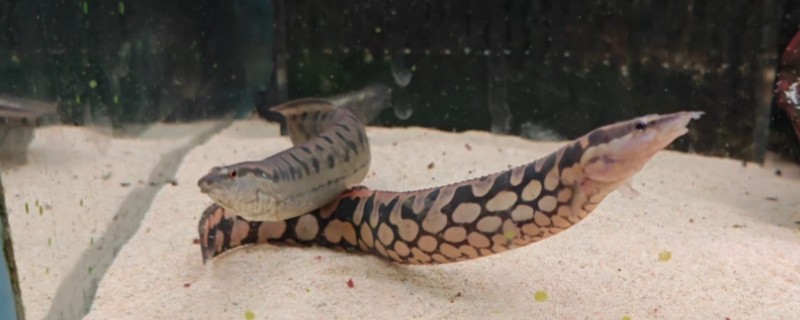 网纹刺鳅是什么鱼?